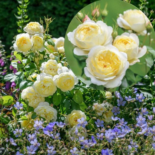 Rosa 'Vanessa Bell' - Roos 'Vanessa Bell' C4/4L